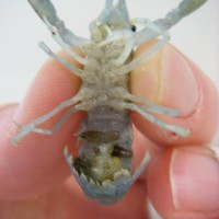 Marbled crayfish
