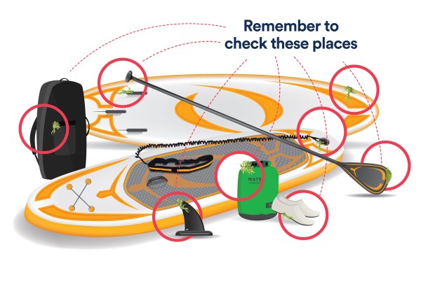 Illustration of two yellow and white stand up paddleboards, a float, bag paddle and shoes. Red rings highlight areas where pieces of aquatic weed are attached to the equipment. Text reads 'Remember to check these places'