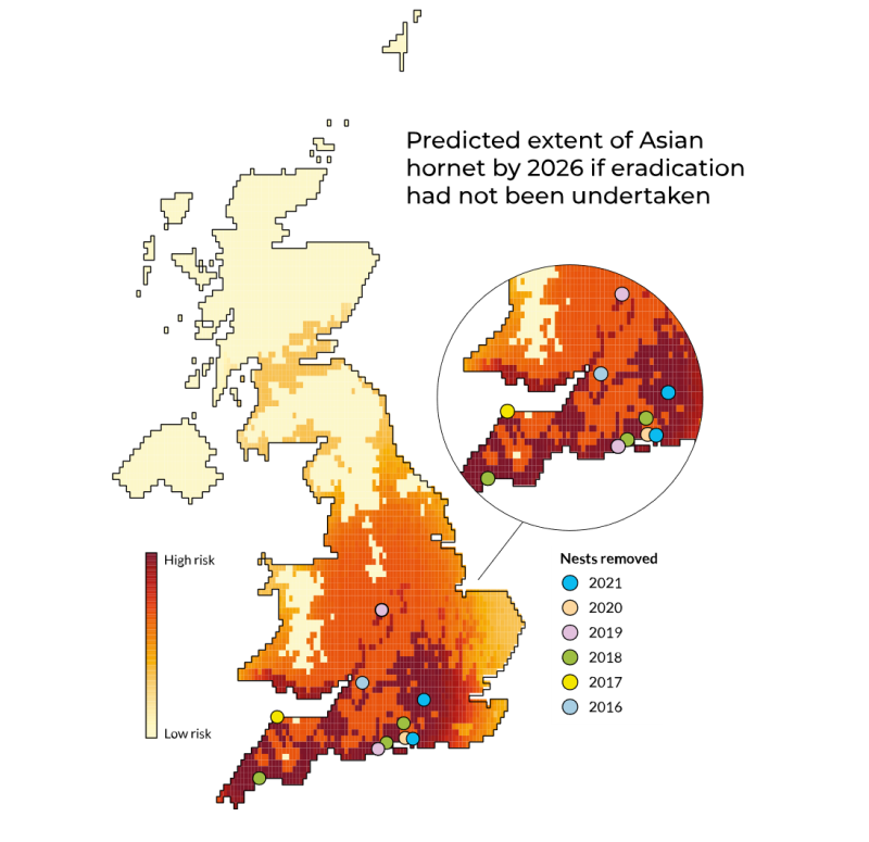 UK map coloured to represent predicted level of risk of Asian hornet establishing by 2026 if eradication had not been undertaken. Orange represents areas with medium risk and dark red represent areas with high risk. Most of England and Wales is orange. London, the south east, and most of the south coast is dark red. 