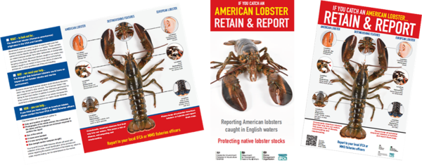 Three materials: A leaflet with an image of American lobster and information on how to identify it and where to report sightings, A poster with an image of American lobster and information on where to report sightings, a A poster with an image of American lobster and information on how to identify it and where to report sightings