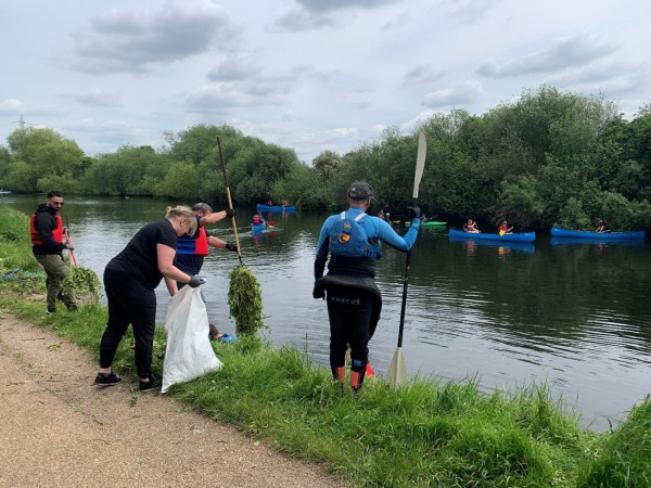 Four people are standing on a riverbank using rakes to remove clumps of green plants from the water. Six canoes with people in are in the water looking for more of the plants