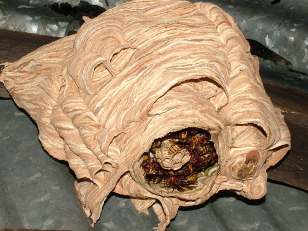 Beige striped European hornet nest with large opening at the base containing around 20 European hornets