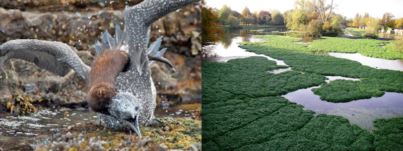 Two images next to each other. Left image is of a red / brown animal with a long body on the back of a large grey bird. Right image is a river covered with large mats of a green leafy plant.