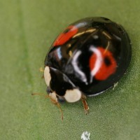 Harlequin ladybird
