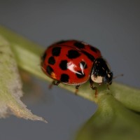 Harlequin ladybird