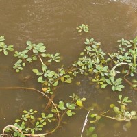 Water Primrose
