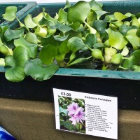 Water Hyacinth