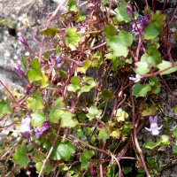 Ivy-leaved Toadflax