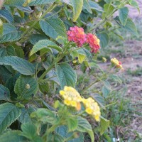 Lantana