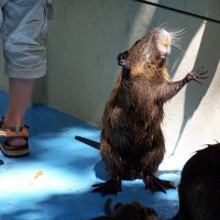 Coypu
