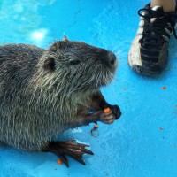 Coypu