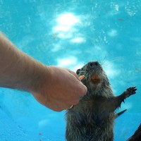 Coypu
