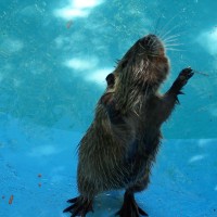 Coypu