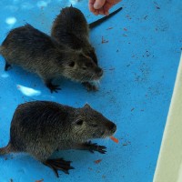 Coypu