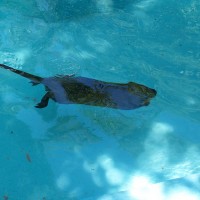 Coypu