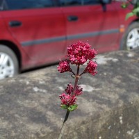 Red Valerian