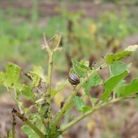 Colorado Beetle