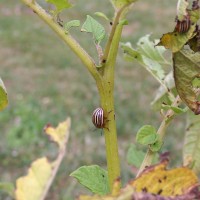 Colorado Beetle