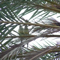 Monk Parakeet