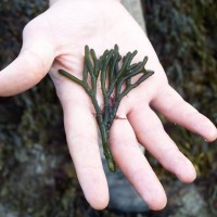 Green Sea Fingers