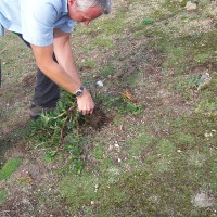 Hottentot Fig