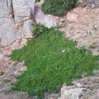 Hottentot Fig