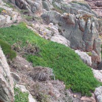 Hottentot Fig