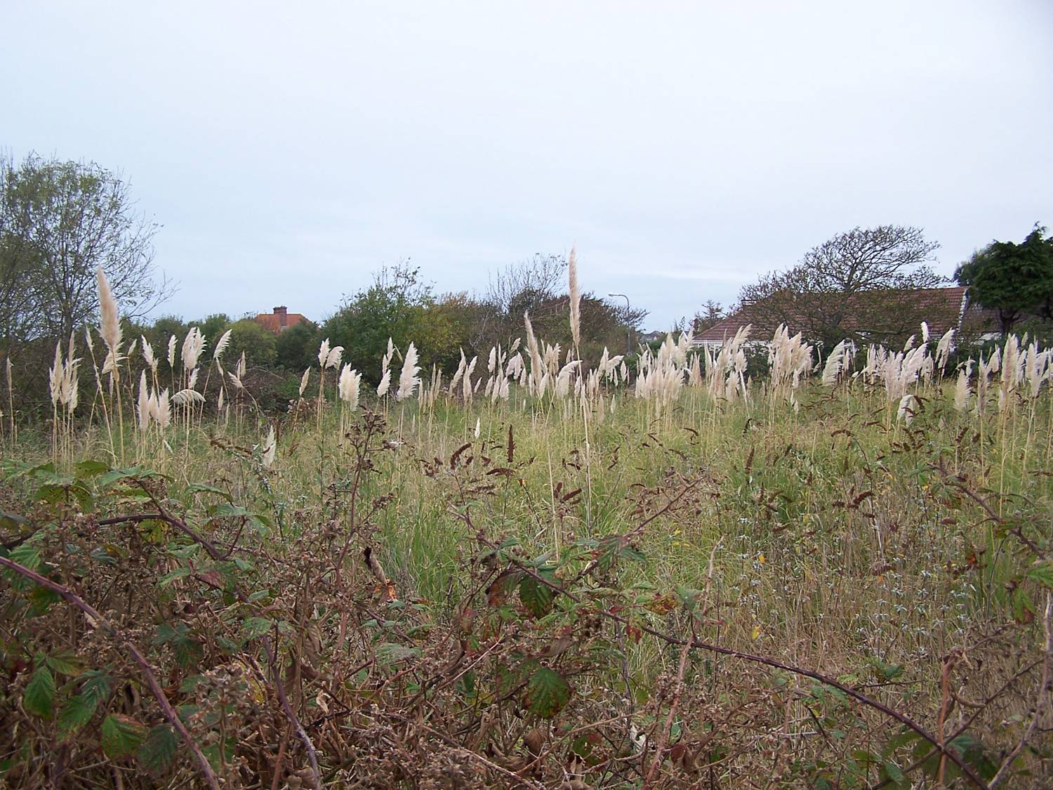 Pampus Grass