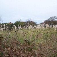 Pampus Grass