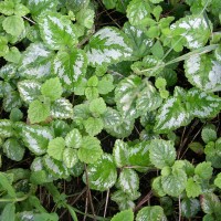 Yellow Archangel
