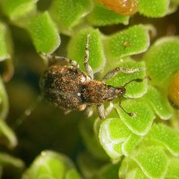 Azolla Weevil