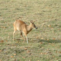Chinese Water Deer