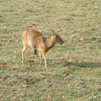 Chinese Water Deer