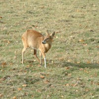 Chinese Water Deer