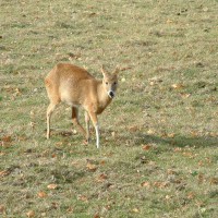 Chinese Water Deer