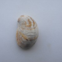 Slipper Limpet