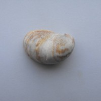 Slipper Limpet