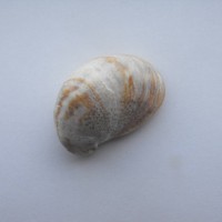 Slipper Limpet