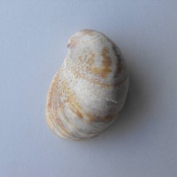 Slipper Limpet