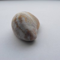 Slipper Limpet