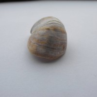 Slipper Limpet
