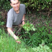 Himalayan Balsam