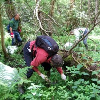 Himalayan Balsam