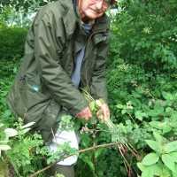 Himalayan Balsam
