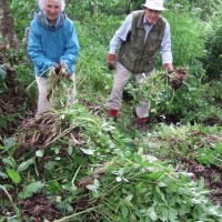Himalayan Balsam