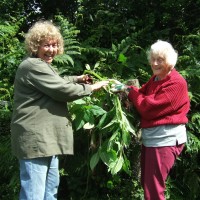 Himalayan Balsam