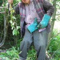 Himalayan Balsam