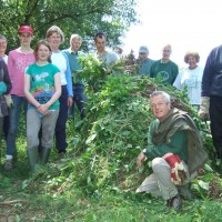 Himalayan Balsam