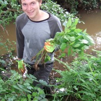 Himalayan Balsam