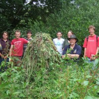 Himalayan Balsam